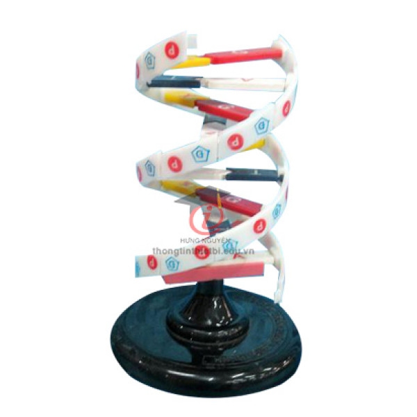 Mô hình Cấu trúc không gian ADN (CSSH2082)